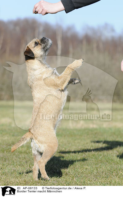 Border Terrier macht Mnnchen / Border Terrier shows trick / AP-08133