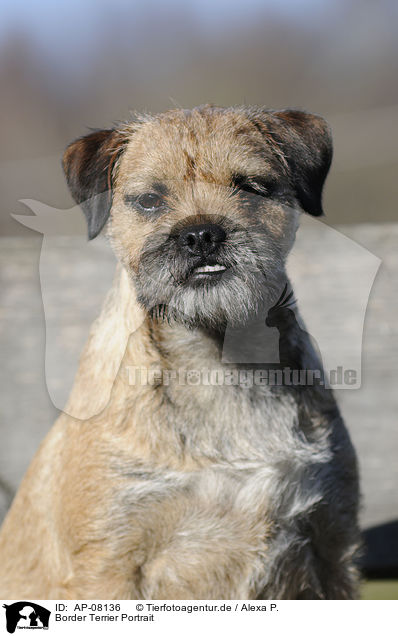 Border Terrier Portrait / Border Terrier Portrait / AP-08136