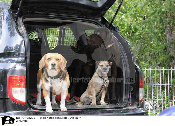 2 Hunde / 2 dogs / AP-08292