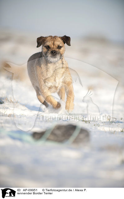 rennender Border Terrier / running Border Terrier / AP-09951