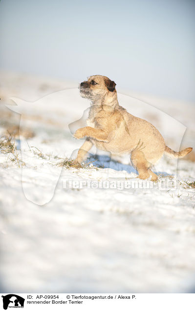 rennender Border Terrier / running Border Terrier / AP-09954