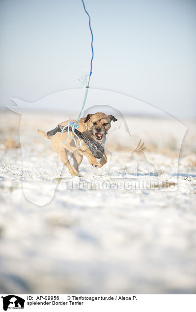 spielender Border Terrier / playing German Border Terrier / AP-09956