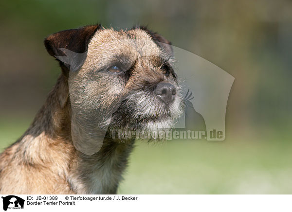 Border Terrier Portrait / Border Terrier Portrait / JB-01389