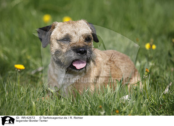 liegender Border Terrier / lying Border Terrier / RR-42672