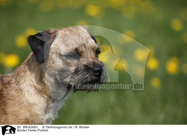 Border Terrier Portrait / Border Terrier Portrait / RR-42683