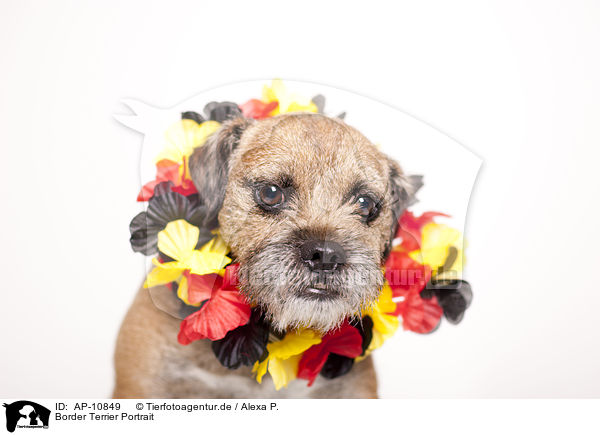 Border Terrier Portrait / Border Terrier Portrait / AP-10849