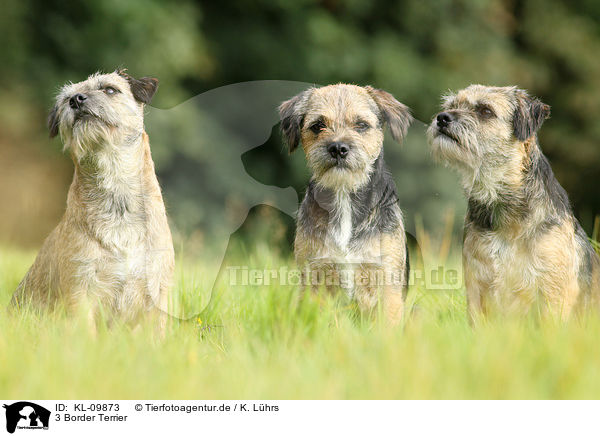 3 Border Terrier / KL-09873