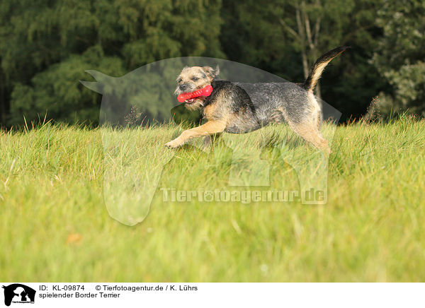 spielender Border Terrier / KL-09874