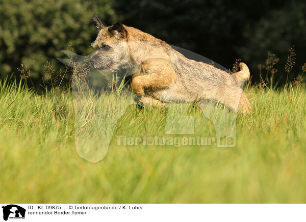 rennender Border Terrier / KL-09875