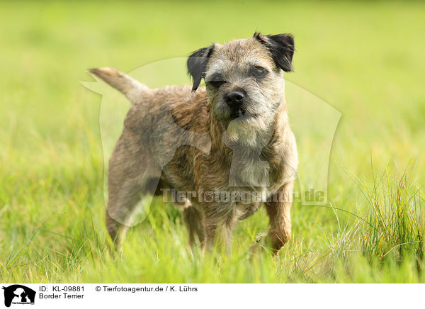 Border Terrier / KL-09881