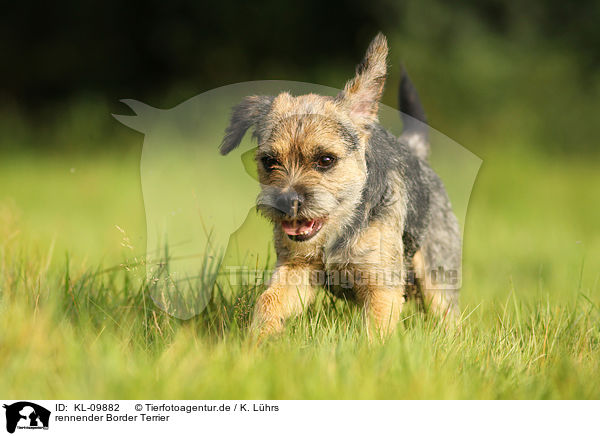 rennender Border Terrier / KL-09882