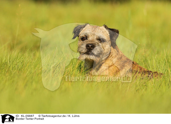Border Terrier Portrait / KL-09887