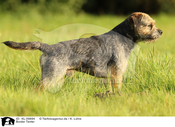 Border Terrier / KL-09894