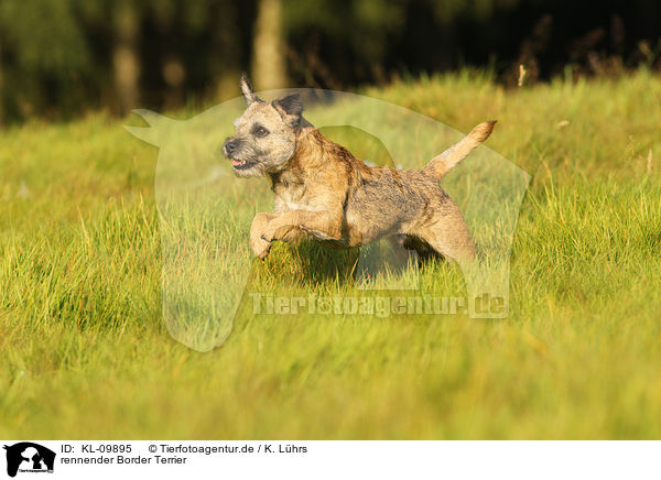 rennender Border Terrier / KL-09895