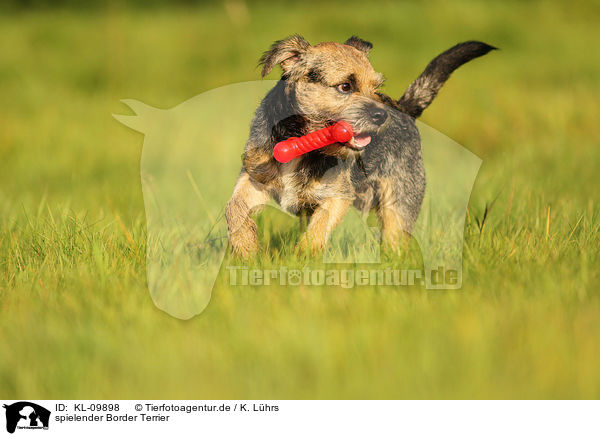 spielender Border Terrier / KL-09898