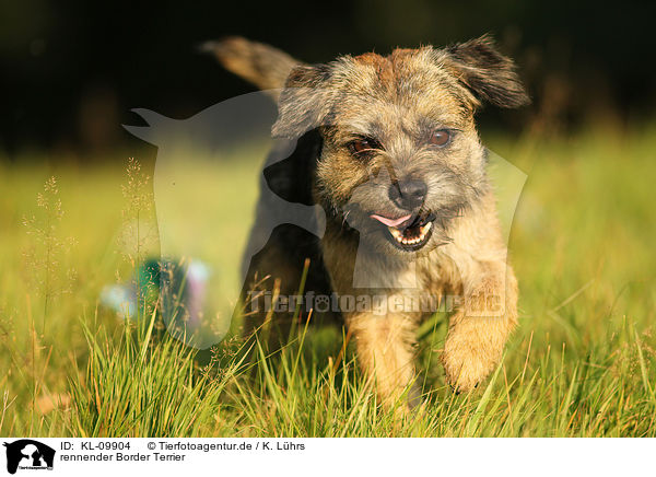 rennender Border Terrier / KL-09904