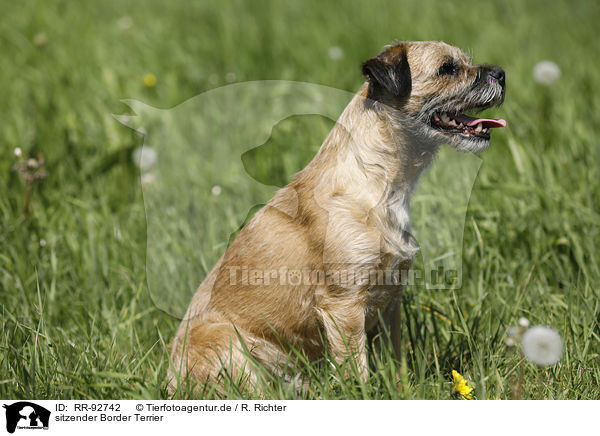 sitzender Border Terrier / RR-92742