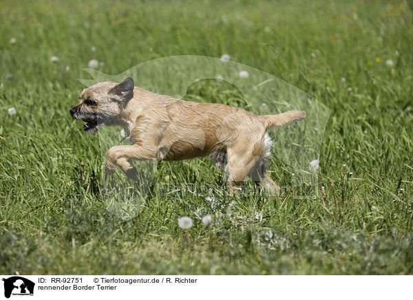 rennender Border Terrier / RR-92751