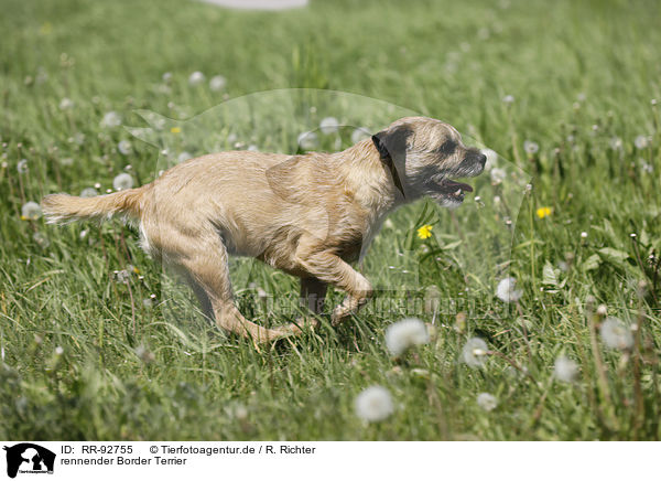 rennender Border Terrier / RR-92755