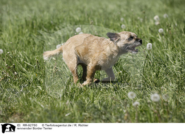 rennender Border Terrier / RR-92760
