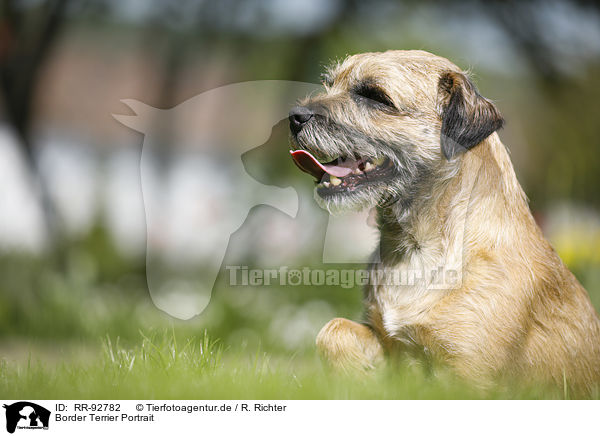 Border Terrier Portrait / RR-92782