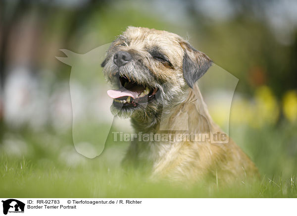 Border Terrier Portrait / RR-92783
