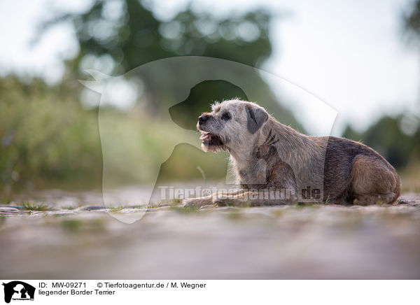 liegender Border Terrier / MW-09271