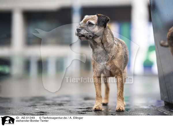 stehender Border Terrier / standing Border Terrier / AE-01349