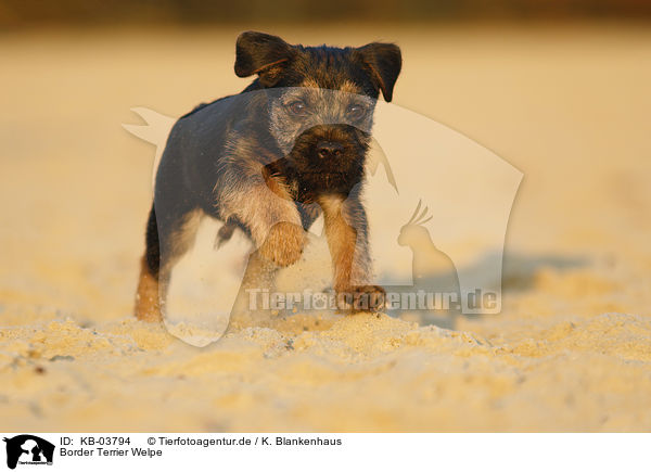 Border Terrier Welpe / KB-03794