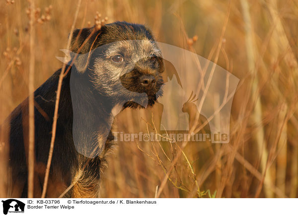 Border Terrier Welpe / KB-03796