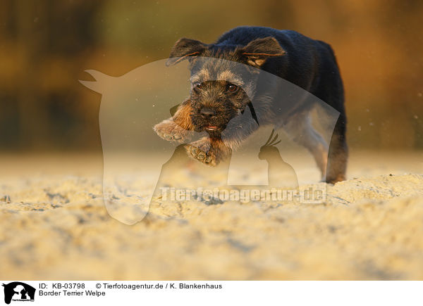 Border Terrier Welpe / KB-03798