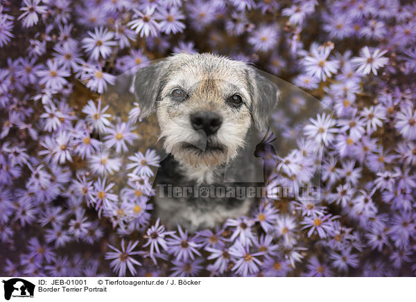 Border Terrier Portrait / JEB-01001