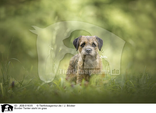 Border Terrier steht im gras / JEB-01635