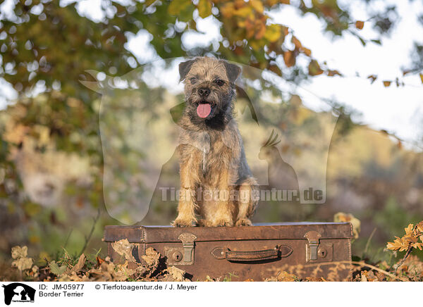 Border Terrier / JM-05977