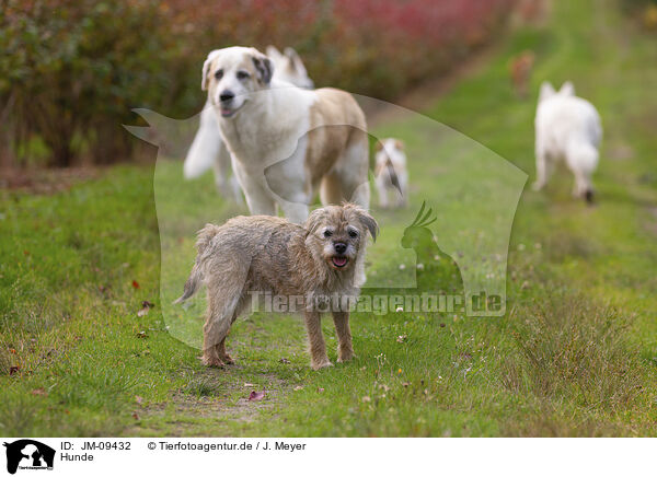Hunde / dogs / JM-09432