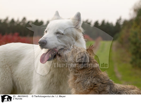 2 Hunde / JM-09443