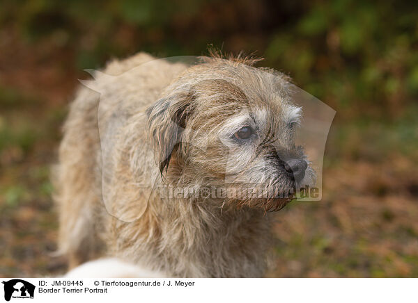 Border Terrier Portrait / JM-09445