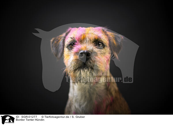 Border Terrier Hndin / SGR-01277