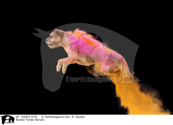 Border Terrier H�ndin / SGR-01279