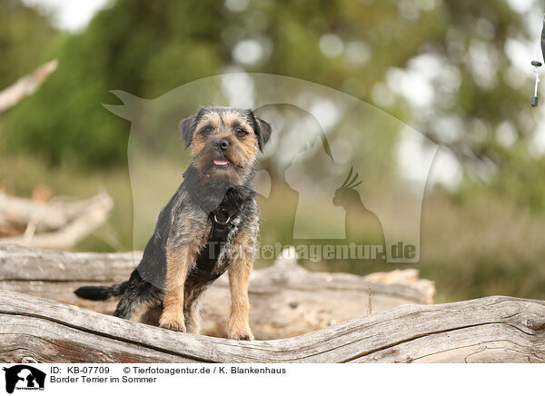 Border Terrier im Sommer / KB-07709