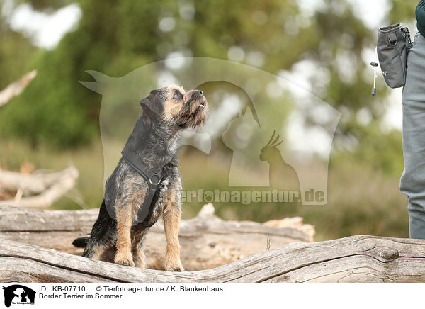 Border Terrier im Sommer / KB-07710