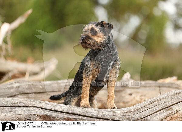 Border Terrier im Sommer / KB-07711