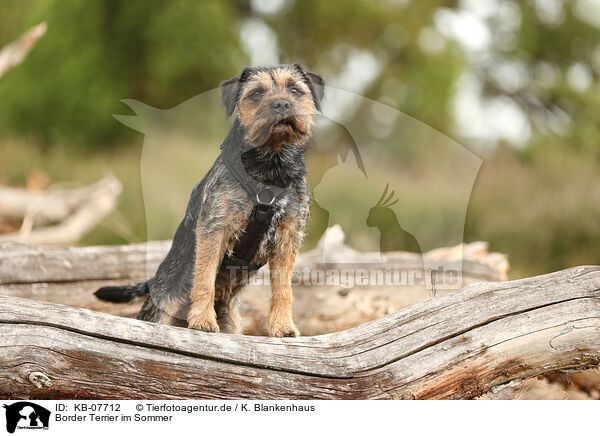 Border Terrier im Sommer / KB-07712