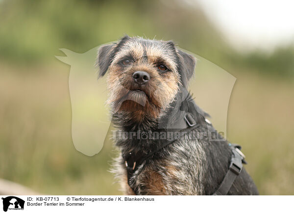 Border Terrier im Sommer / KB-07713
