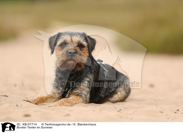 Border Terrier im Sommer / KB-07714
