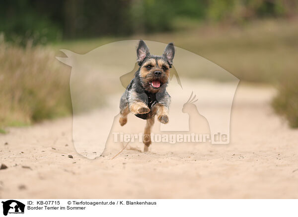Border Terrier im Sommer / KB-07715