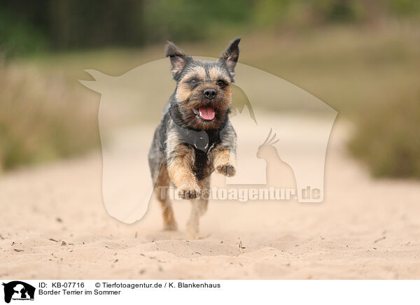 Border Terrier im Sommer / KB-07716