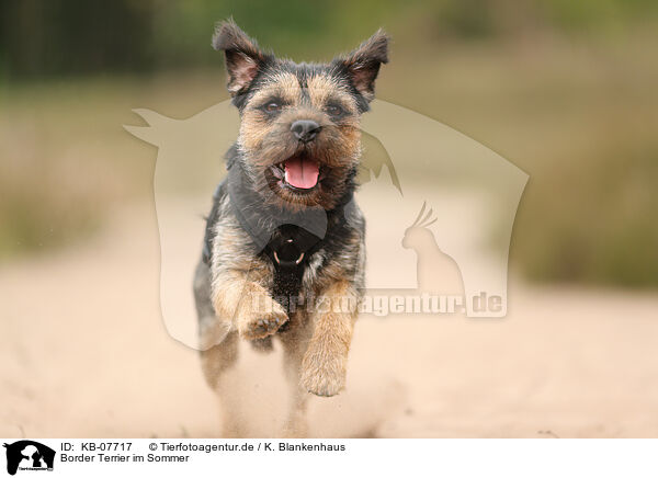 Border Terrier im Sommer / KB-07717