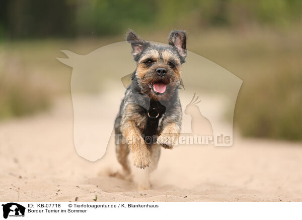 Border Terrier im Sommer / KB-07718