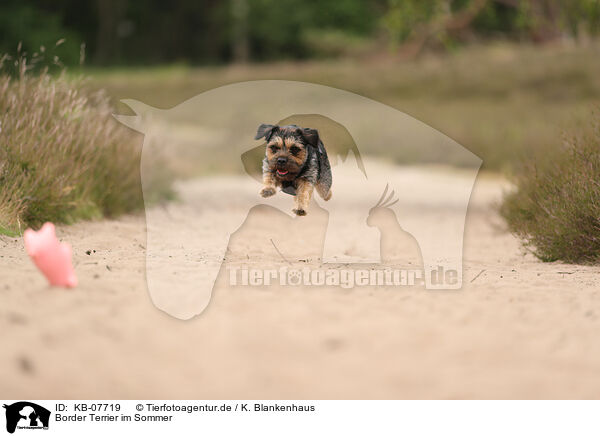 Border Terrier im Sommer / KB-07719